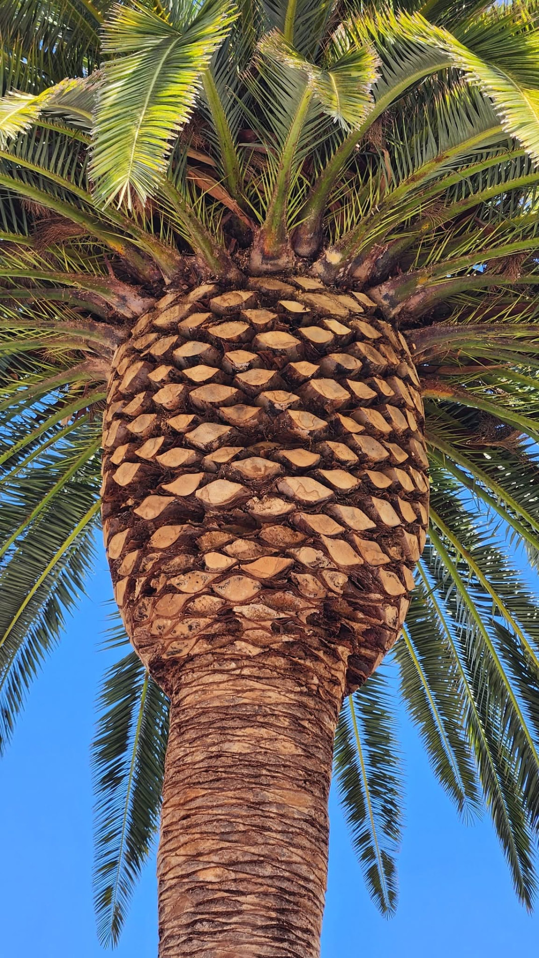 Close-up of a palm crown and trunk after pruning