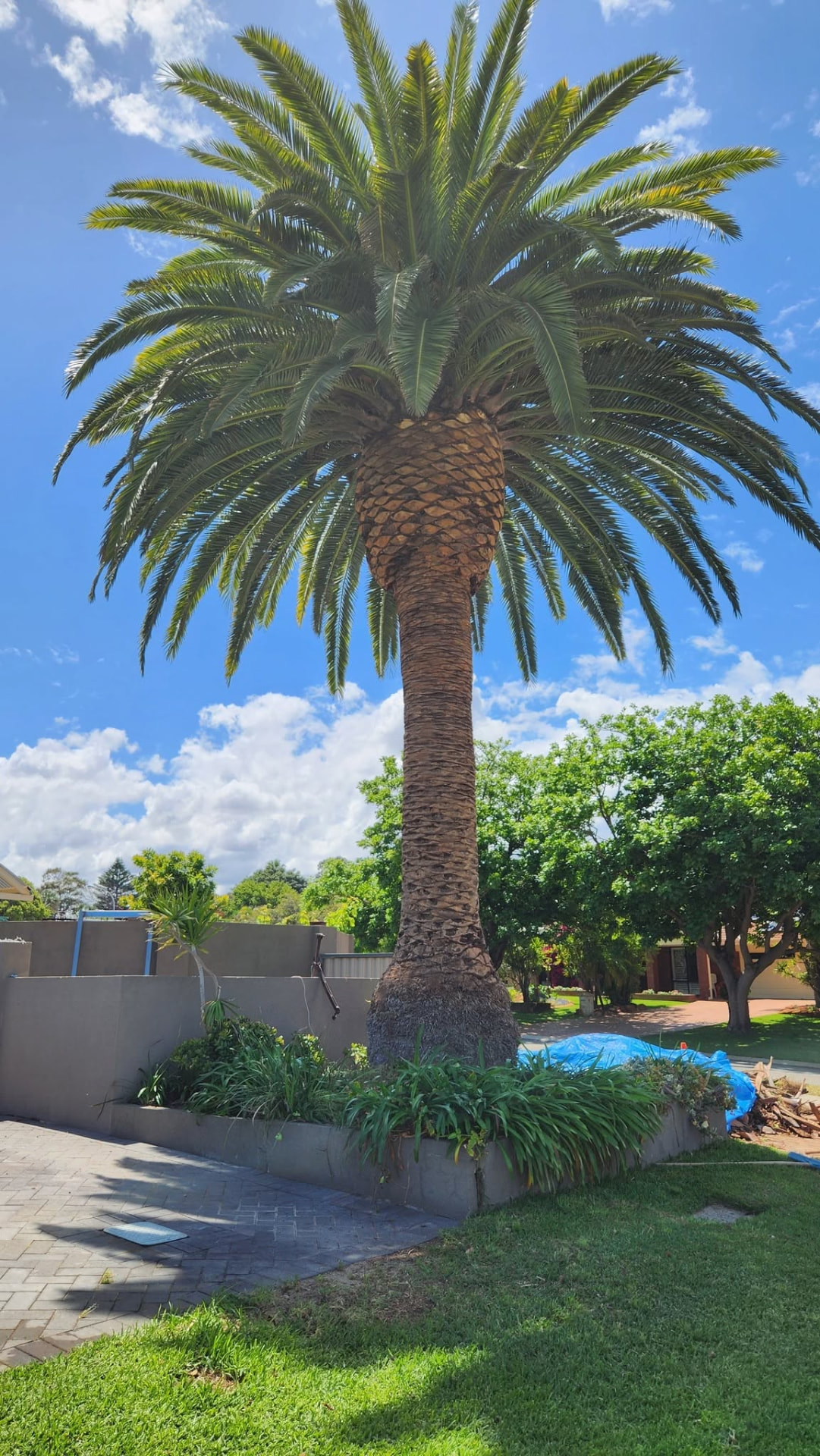 Mature Canary Island date palm in a Perth front garden